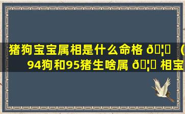 猪狗宝宝属相是什么命格 🦍 （94狗和95猪生啥属 🦄 相宝宝）